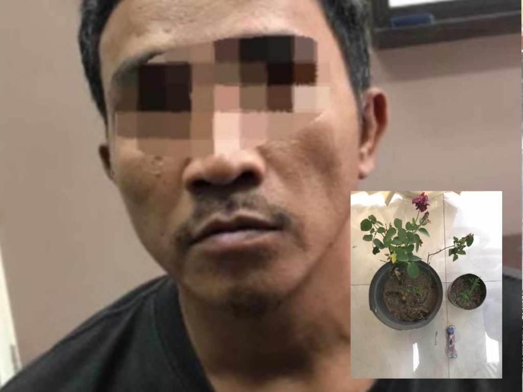 Satreskoba Polres Gresik Ringkus Pemilik Tanaman Ganja di&nbsp;Wringinanom