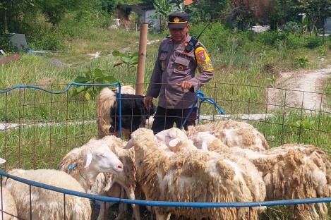 Berdayakan Anak Muda Sekitar, Kapolsek Gresik Kota Jualan Hewan&nbsp;Kurban